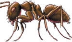 Pest.h4