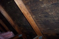 Attic Mold